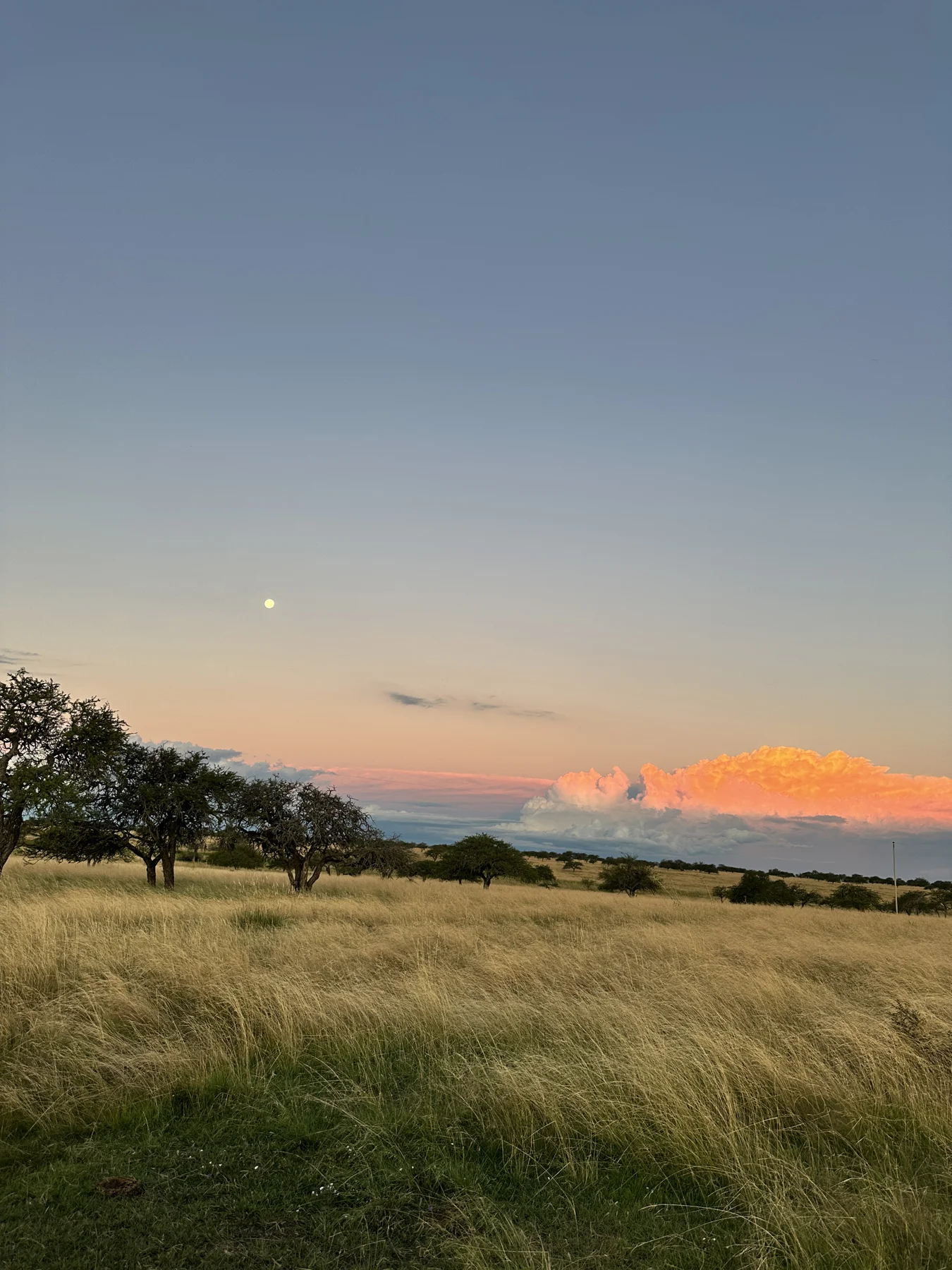 Pastizales y árboles del campo bajo un cielo de atardecer