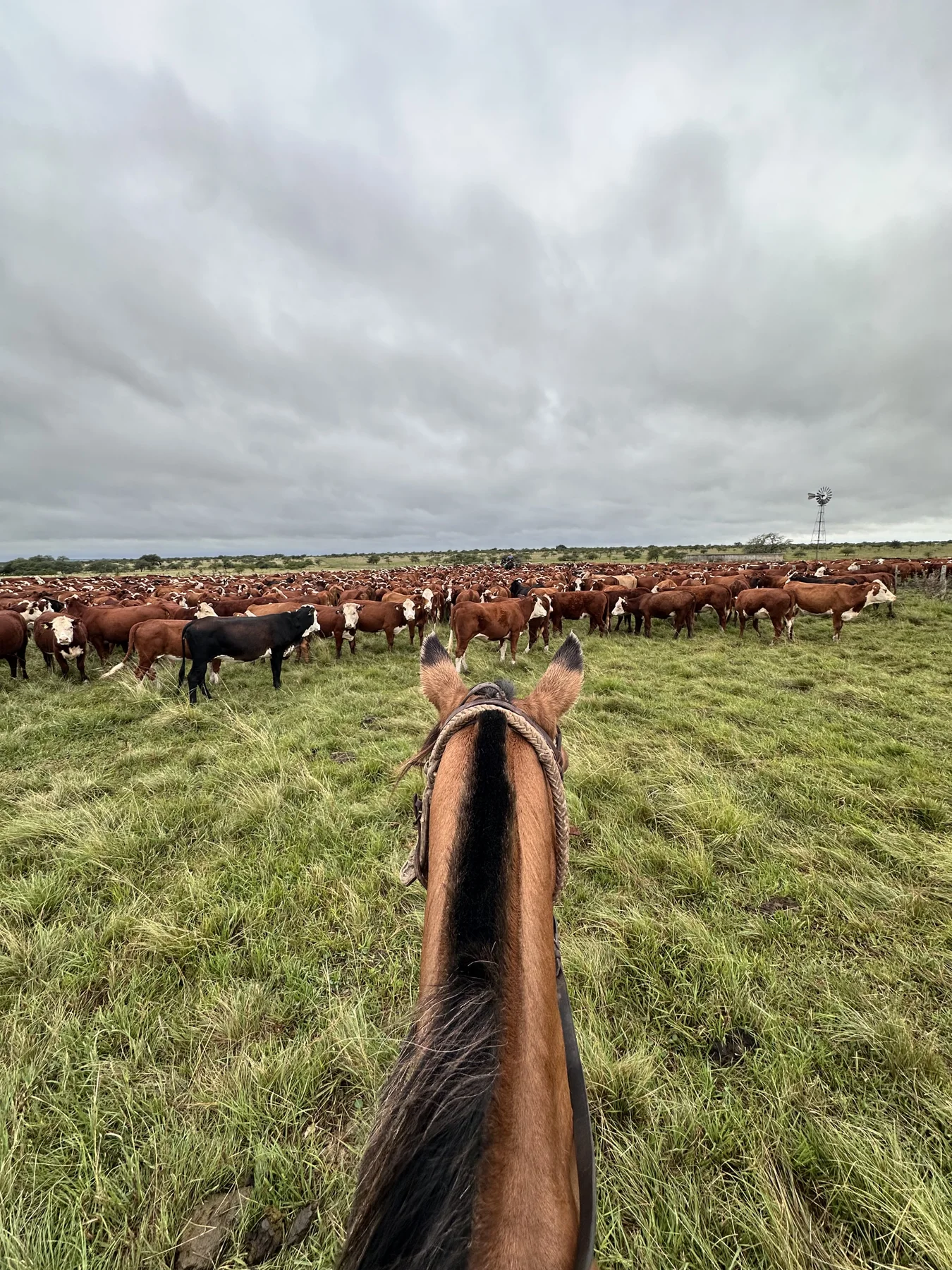 Recorrida a caballo junto al rodeo del establecimiento